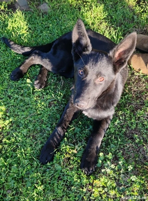 Cățelușa ciobănesc german  - imagine 3