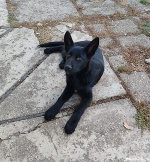 Cățelușa ciobănesc german  - imagine 2