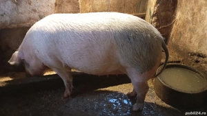 Vand porci  - imagine 3
