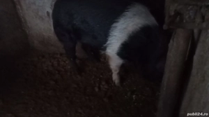 Vand porci  - imagine 4