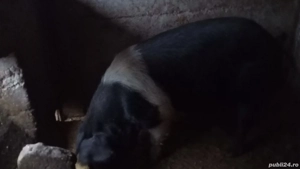 Vand porci  - imagine 5