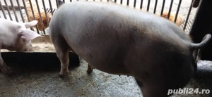 vand grasuna  - imagine 2