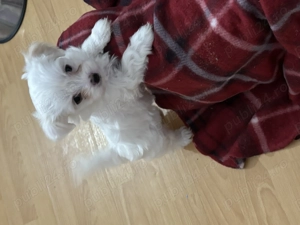 Vând pui adorabili Bichon Maltez