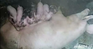 Scroafa cu purcei - imagine 2