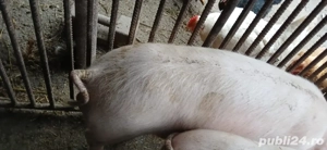 vand porci - imagine 4