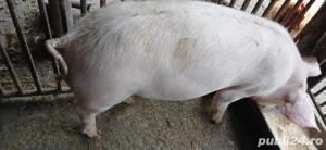 vand porci - imagine 2
