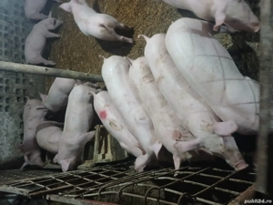 Purcei cu greutate cuprinsa între 30 45kg rasa de carne