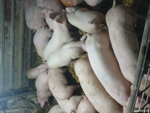 Purcei cu greutate cuprinsa între 30 45kg rasa de carne - imagine 3