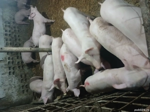 Purcei cu greutate cuprinsa între 30 45kg rasa de carne - imagine 5