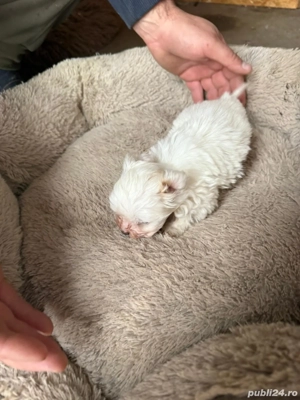 De vinzare bison maltez baietel  - imagine 2