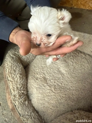 De vinzare bison maltez baietel  - imagine 3