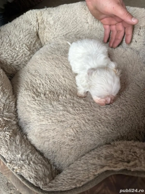 De vinzare bison maltez baietel  - imagine 4