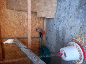 Fazan exotic diamant  - imagine 2