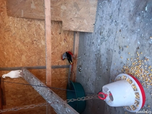 Fazan exotic diamant  - imagine 3