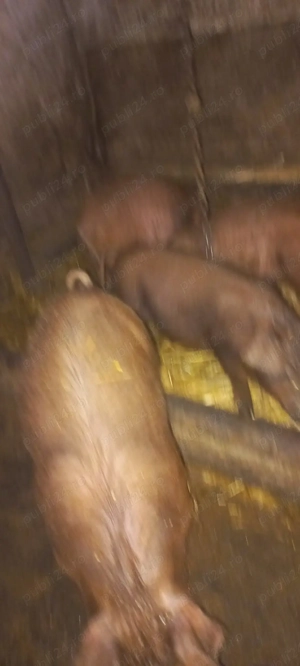 Purcei Rasa Duroc 700 Lei  2 Luni Com Lița Teleorman o733345270 - imagine 4
