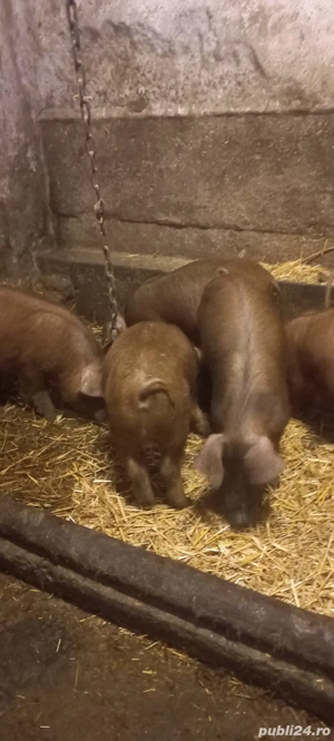 Purcei Rasa Duroc 700 Lei  2 Luni Com Lița Teleorman o733345270 - imagine 2