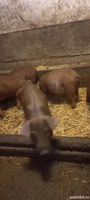 Purcei Rasa Duroc 700 Lei  2 Luni Com Lița Teleorman o733345270 - imagine 5