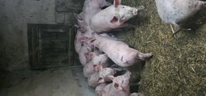 Purcei Marele Alb x Pietrain 3.5 Luni greutate 35 40 kg o733345270 - imagine 6