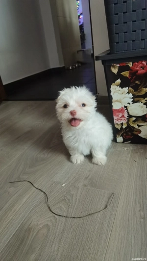 Cățel Bichon băiat 2 luni 