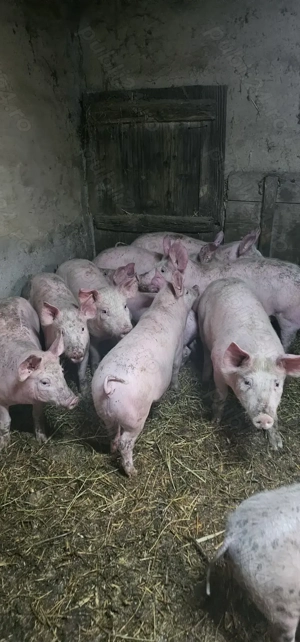 Ultimele 2 Perechi Purcei Marele Alb x Pietrain 3.5 Luni greutate 35 40 kg o733345270 - imagine 6