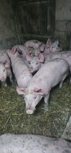 Ultimele 2 Perechi Purcei Marele Alb x Pietrain 3.5 Luni greutate 35 40 kg o733345270 - imagine 2