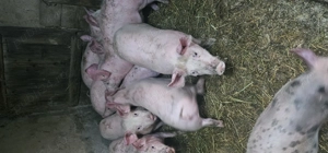 Vând Purcei Rasa Marele Alb x Pietrain 35 - 40 Kg Com Lița o733345270  - imagine 4