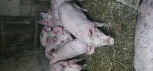 Vând Purcei Rasa Marele Alb x Pietrain 35 - 40 Kg Com Lița o733345270  - imagine 5