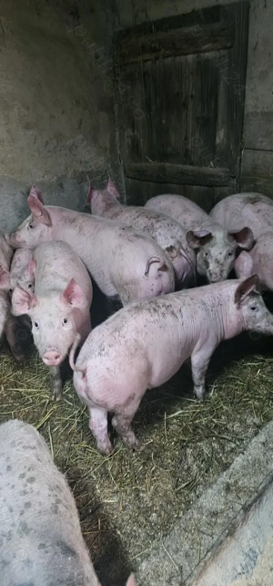 Vând Purcei Rasa Marele Alb x Pietrain 35 - 40 Kg Com Lița o733345270 