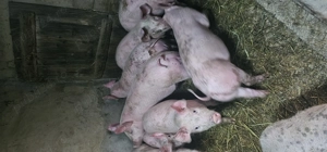 Vând Purcei Rasa Marele Alb x Pietrain 35 - 40 Kg Com Lița o733345270  - imagine 6