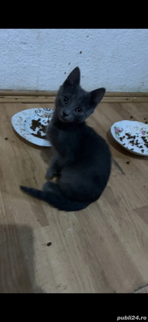 doar un montanel Albastru de Rusia disponibili - imagine 2