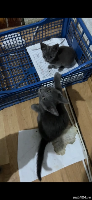 motan si pisica Albastru de Rusia disponibili
