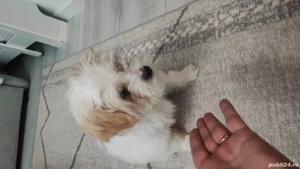 Vând bichon maltez 3 luni - imagine 2