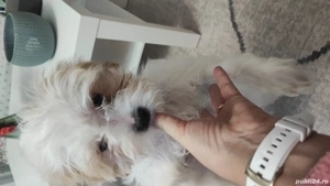 Vând bichon maltez 3 luni - imagine 3