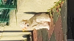 Vând bichon maltez 3 luni