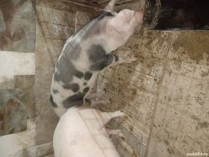 de vanzare  - imagine 3