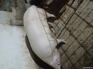 de vanzare  - imagine 2