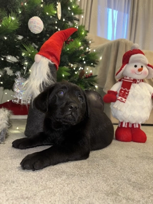 Pui labrador - imagine 2