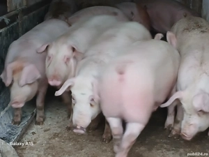 soldani porci pik original 45-50 kg - imagine 3