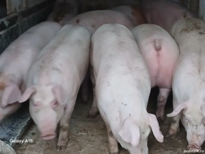 soldani porci pik original 45-50 kg - imagine 2