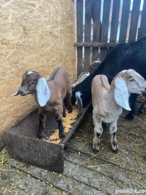 anglo nubian  - imagine 5