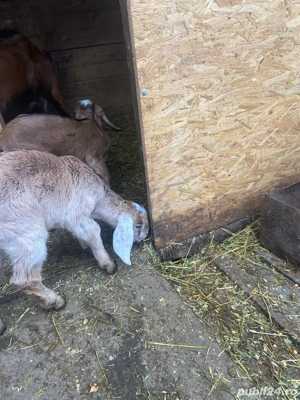 anglo nubian  - imagine 4