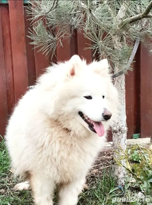 Samoyed fetita superba alb imaculat - imagine 2
