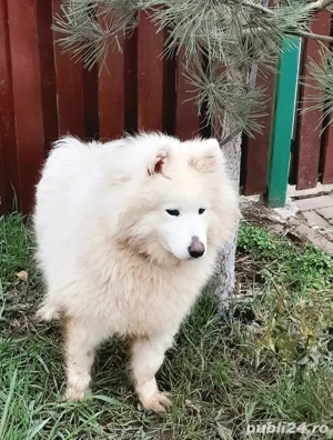 Samoyed fetita superba alb imaculat