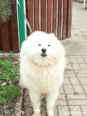 Samoyed fetita superba alb imaculat - imagine 3