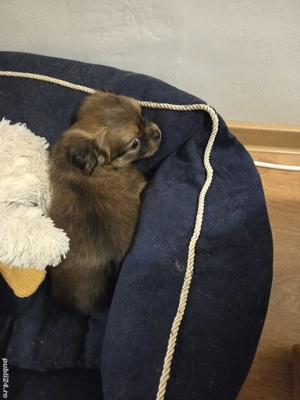 Pechinez Imperial - imagine 3