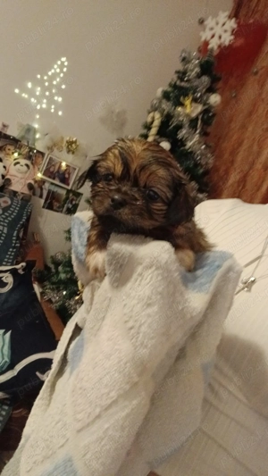 Pechinez Imperial - imagine 4