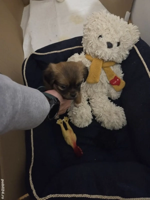 Pechinez Imperial - imagine 2