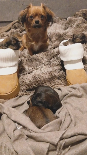 Pechinez Imperial - imagine 5