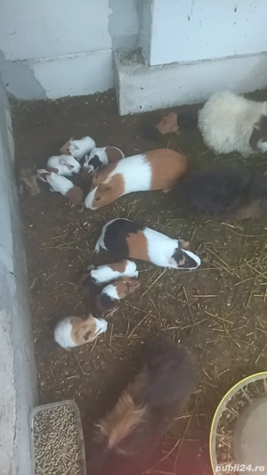 porci de guineea - imagine 2