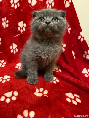 Vand pisicute british shorthair si scottish fold - imagine 3